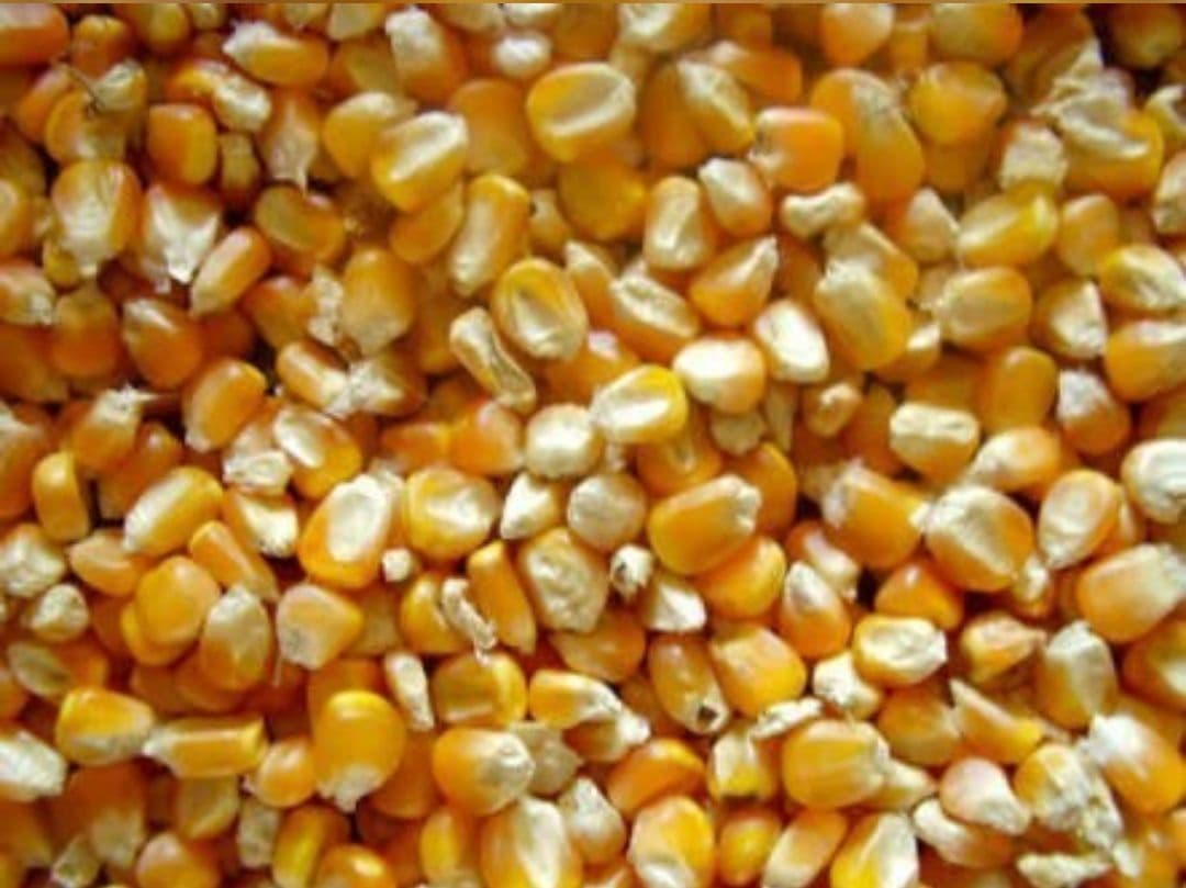 Yellow Corn for Animal Feed Supply From India